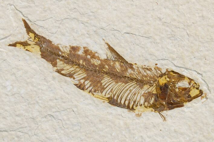 Detailed Fossil Fish (Knightia) - Wyoming #174661